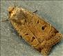 2109 (73.345) Lesser Yellow Underwing